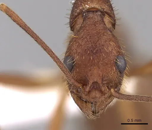 Aphaenogaster phalangium - JTLC000005310