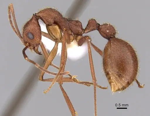 Aphaenogaster phalangium - JTLC000005310