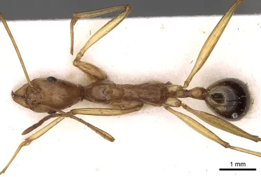Aphaenogaster phillipsi specimen