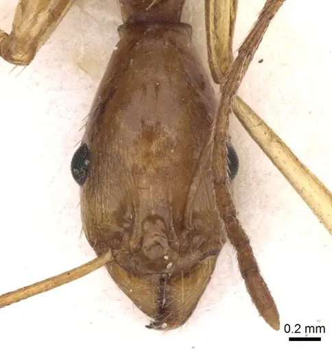 Aphaenogaster phillipsi specimen