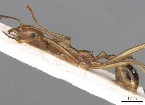 Aphaenogaster phillipsi specimen