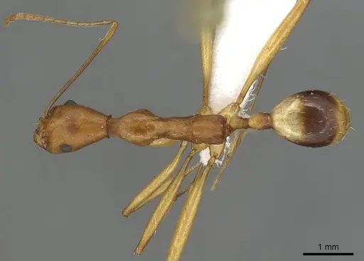 Aphaenogaster phillipsi - CASENT0915438