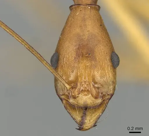 Aphaenogaster phillipsi - CASENT0915438