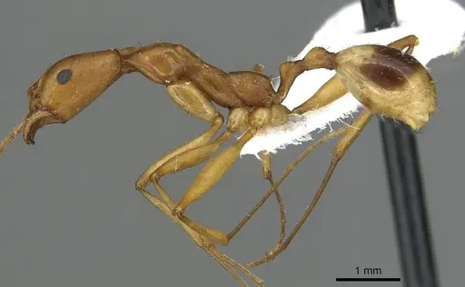 Aphaenogaster phillipsi - CASENT0915438