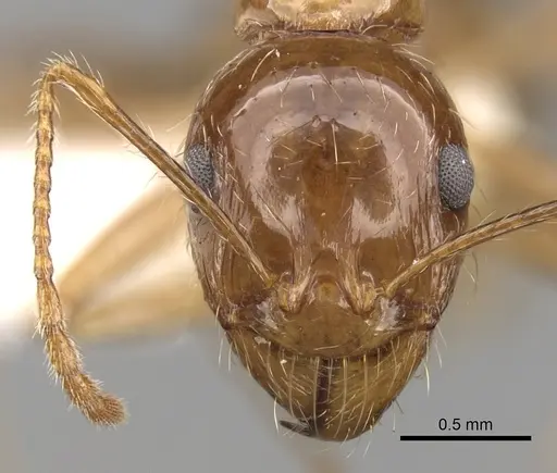 Aphaenogaster poultoni specimen