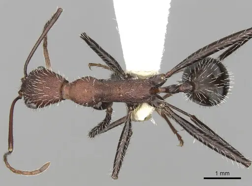 Aphaenogaster praedo specimen