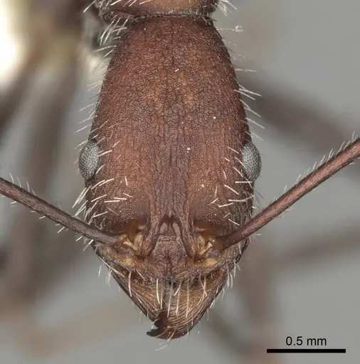 Aphaenogaster praedo specimen