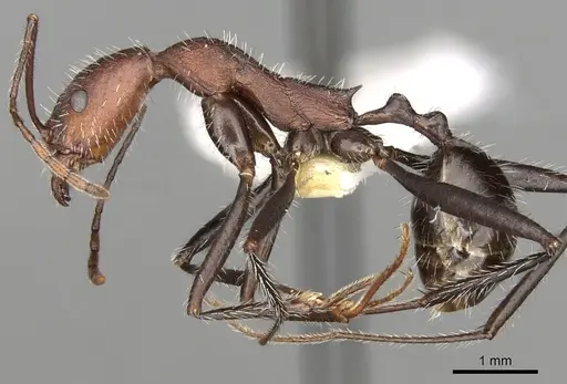 Aphaenogaster praedo specimen