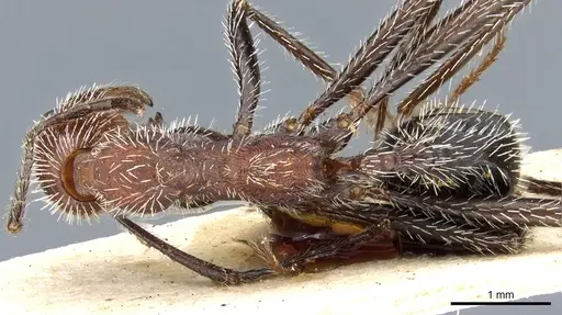 Aphaenogaster praedo - CASENT0904158