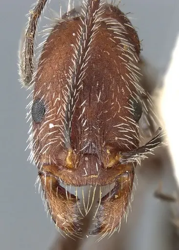 Aphaenogaster praedo - CASENT0904158