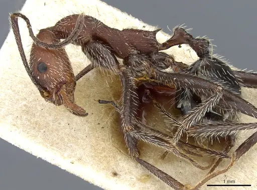 Aphaenogaster praedo - CASENT0904158