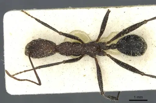 Aphaenogaster praedo - CASENT0913119