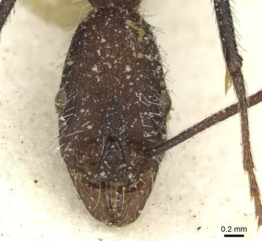 Aphaenogaster praedo - CASENT0913119