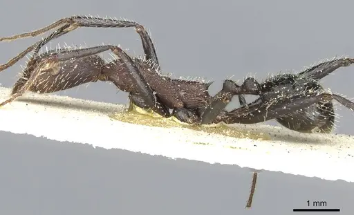 Aphaenogaster praedo - CASENT0913119