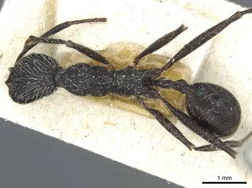 Aphaenogaster praenoda specimen