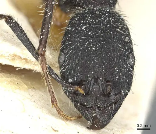 Aphaenogaster praenoda specimen