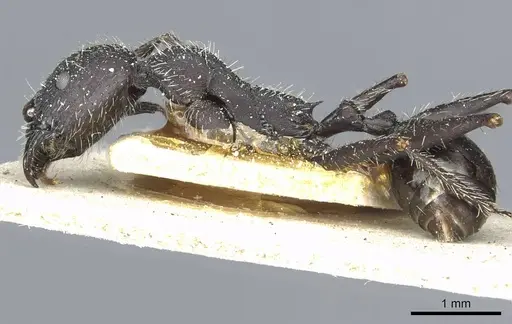 Aphaenogaster praenoda specimen