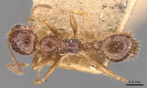 Aphaenogaster prudens specimen