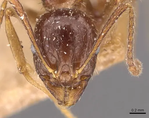 Aphaenogaster prudens specimen