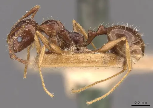 Aphaenogaster prudens specimen