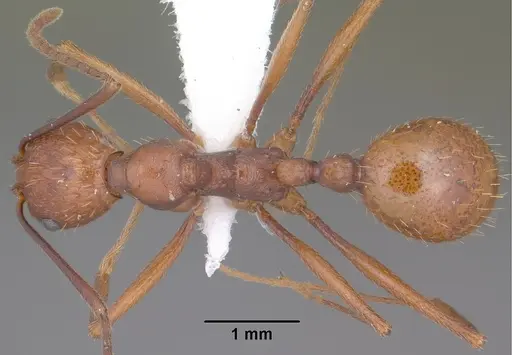 Aphaenogaster punctaticeps specimen