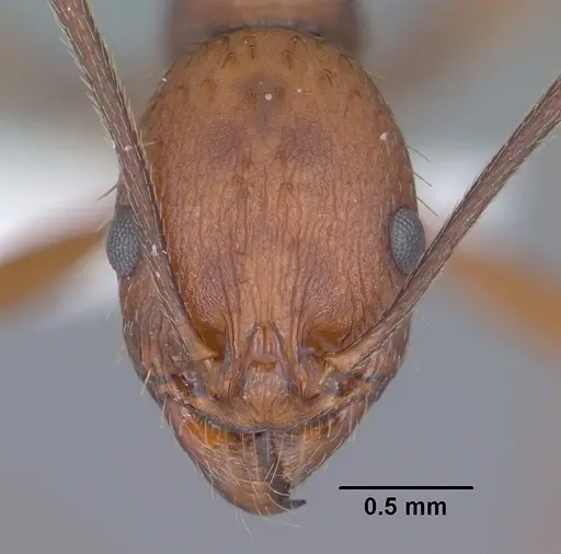 Aphaenogaster punctaticeps specimen