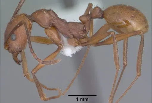 Aphaenogaster punctaticeps specimen