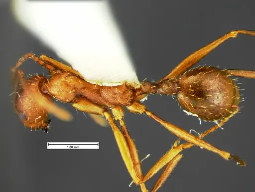 Aphaenogaster punctaticeps - CASENT0105581
