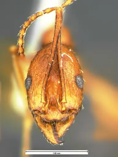 Aphaenogaster punctaticeps - CASENT0105581