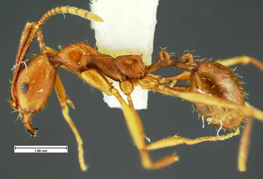 Aphaenogaster punctaticeps - CASENT0105581