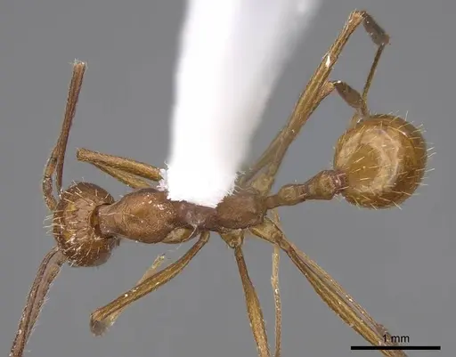 Aphaenogaster punctaticeps - CASENT0914474
