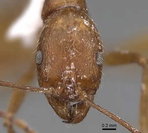 Aphaenogaster punctaticeps - CASENT0914474