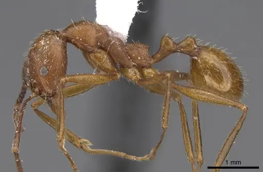 Aphaenogaster punctaticeps - CASENT0914474