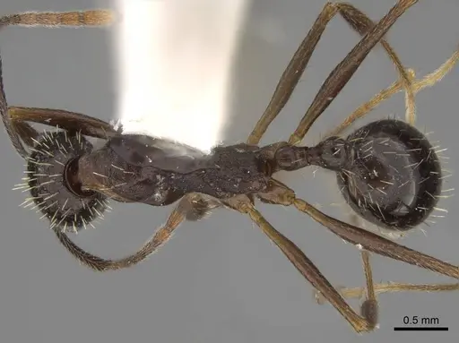 Aphaenogaster punctatissima specimen