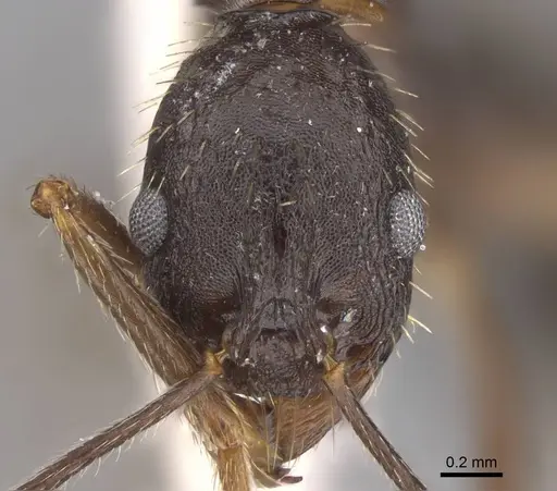 Aphaenogaster punctatissima specimen