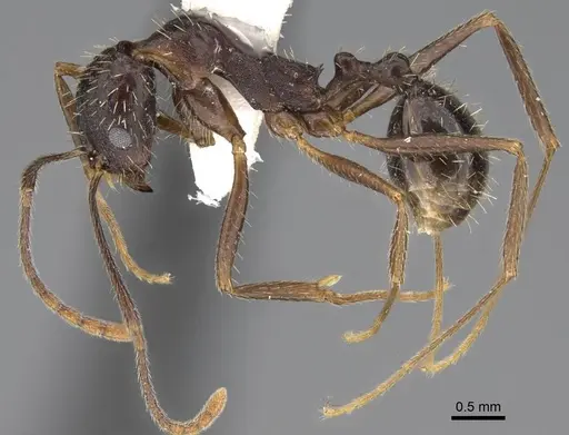 Aphaenogaster punctatissima specimen