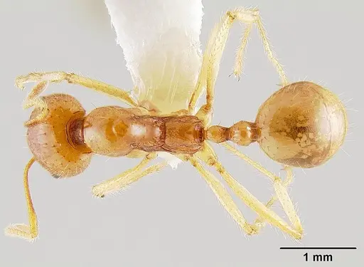 Aphaenogaster pythia specimen