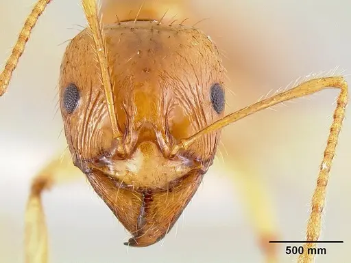 Aphaenogaster pythia specimen
