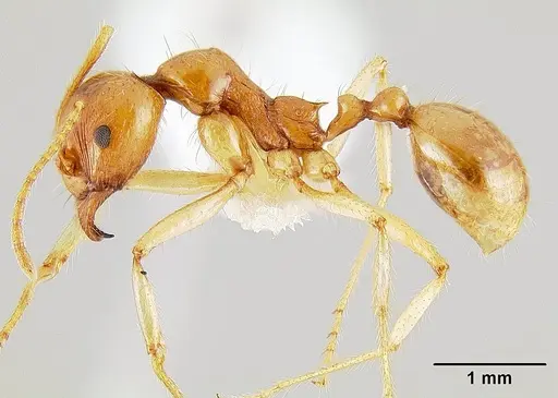 Aphaenogaster pythia specimen