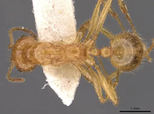 Aphaenogaster pythia - CASENT0907703