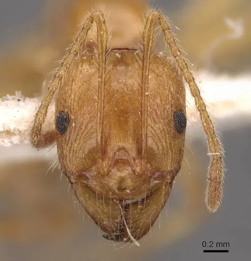 Aphaenogaster pythia - CASENT0907703