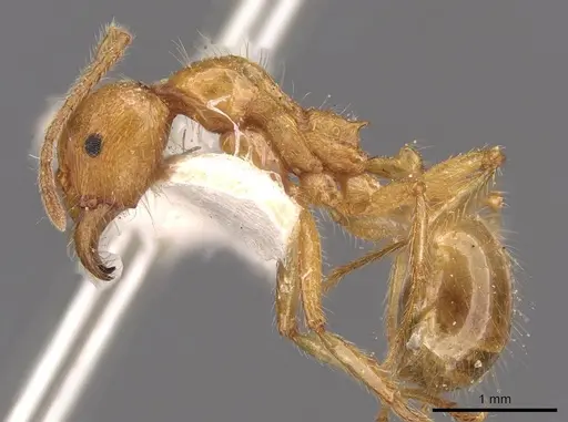 Aphaenogaster pythia - CASENT0907703