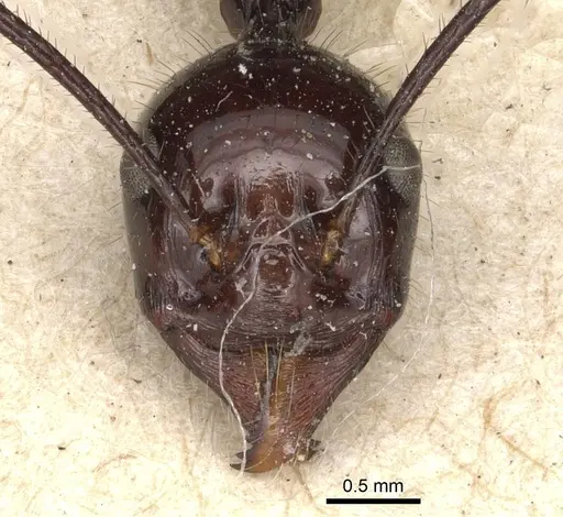 Aphaenogaster quadrispina specimen