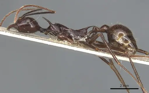 Aphaenogaster quadrispina specimen