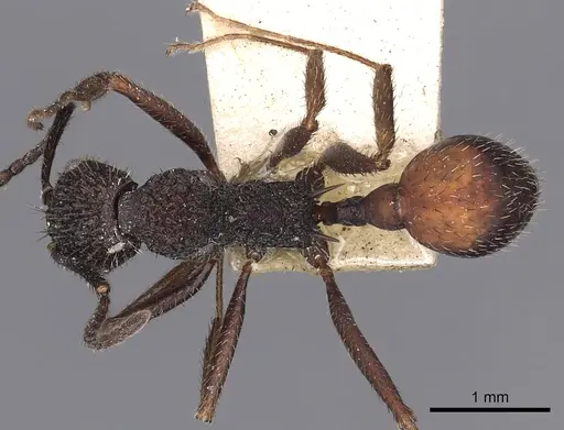 Aphaenogaster relicta specimen