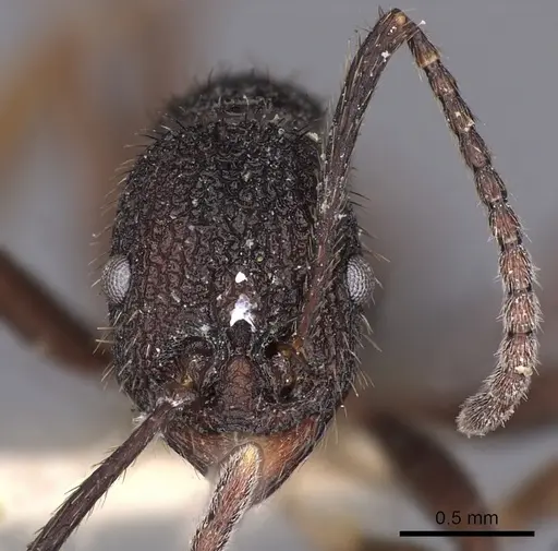 Aphaenogaster relicta specimen