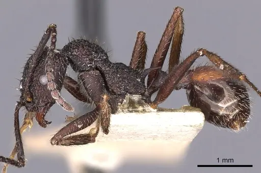 Aphaenogaster relicta specimen