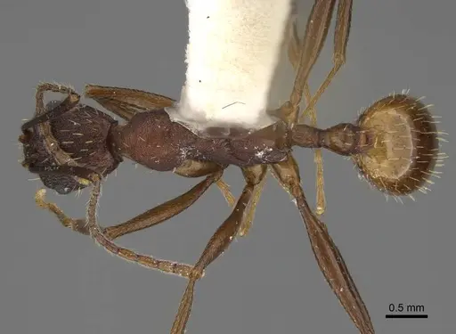 Aphaenogaster reticulaticeps specimen