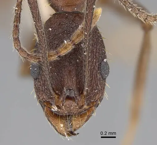 Aphaenogaster reticulaticeps specimen