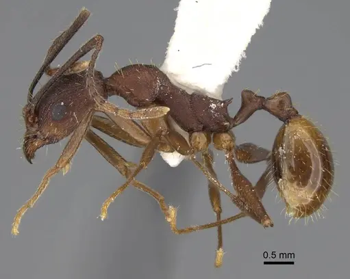 Aphaenogaster reticulaticeps specimen